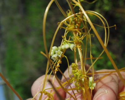 OLYMPUS DIGITAL CAMERA Haustoria by Bruce Holst
