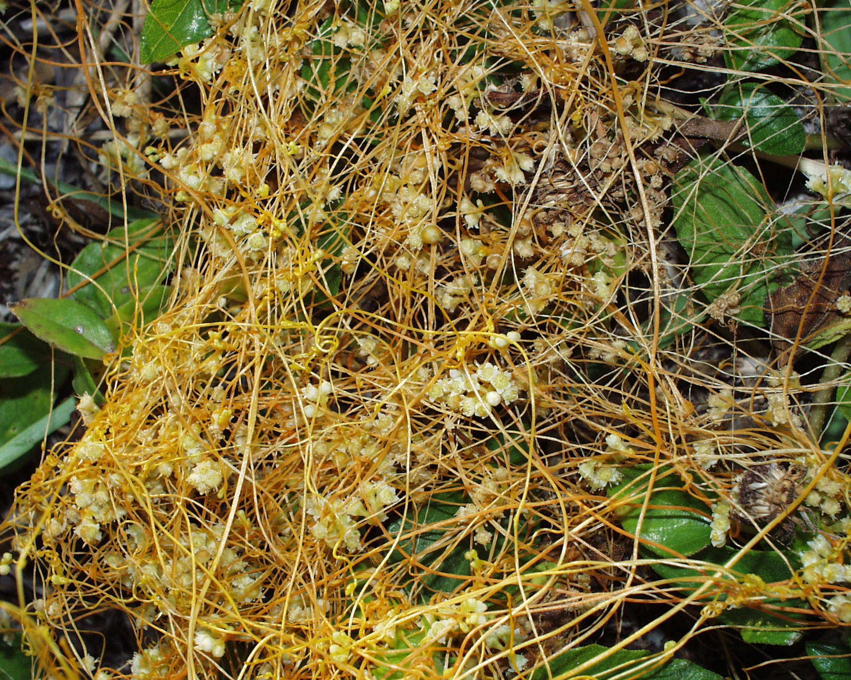 OLYMPUS DIGITAL CAMERA Cuscuta species by Bruce Holst