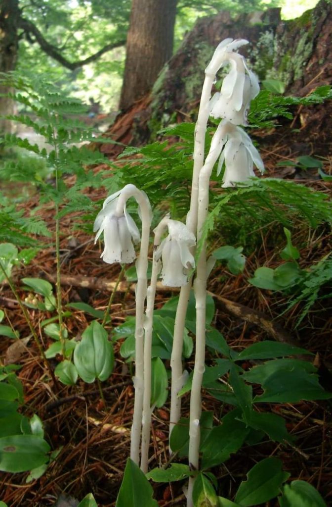 Parasitism-Photo 3 -Monotropa Cassytha filiformis by Elizabeth Gandy
