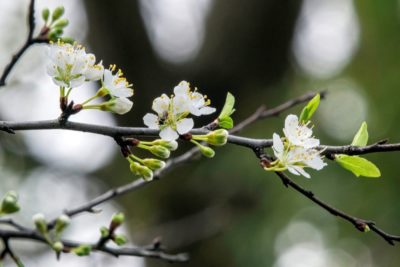 plum 2 Chickasaw plum (P. angustifolia)
