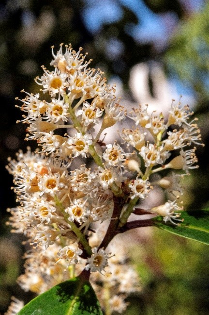 plum close up Carolina laurel-cherry close up