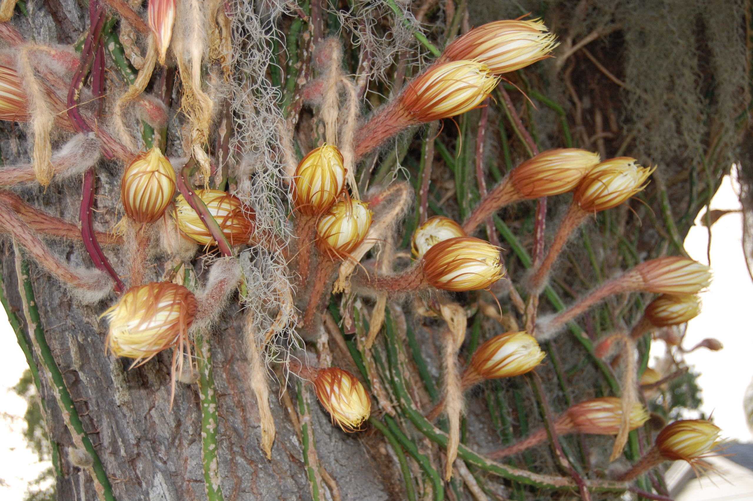 Queen of the Night June 6 2021 (40) Selenicereus about to bloom