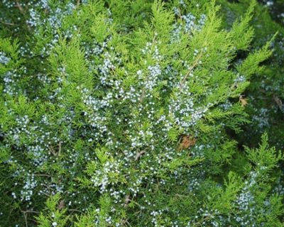 red cedar red cedar