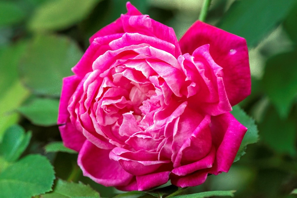 rose Up close of rose
