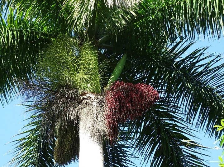royal palm Royal Palm