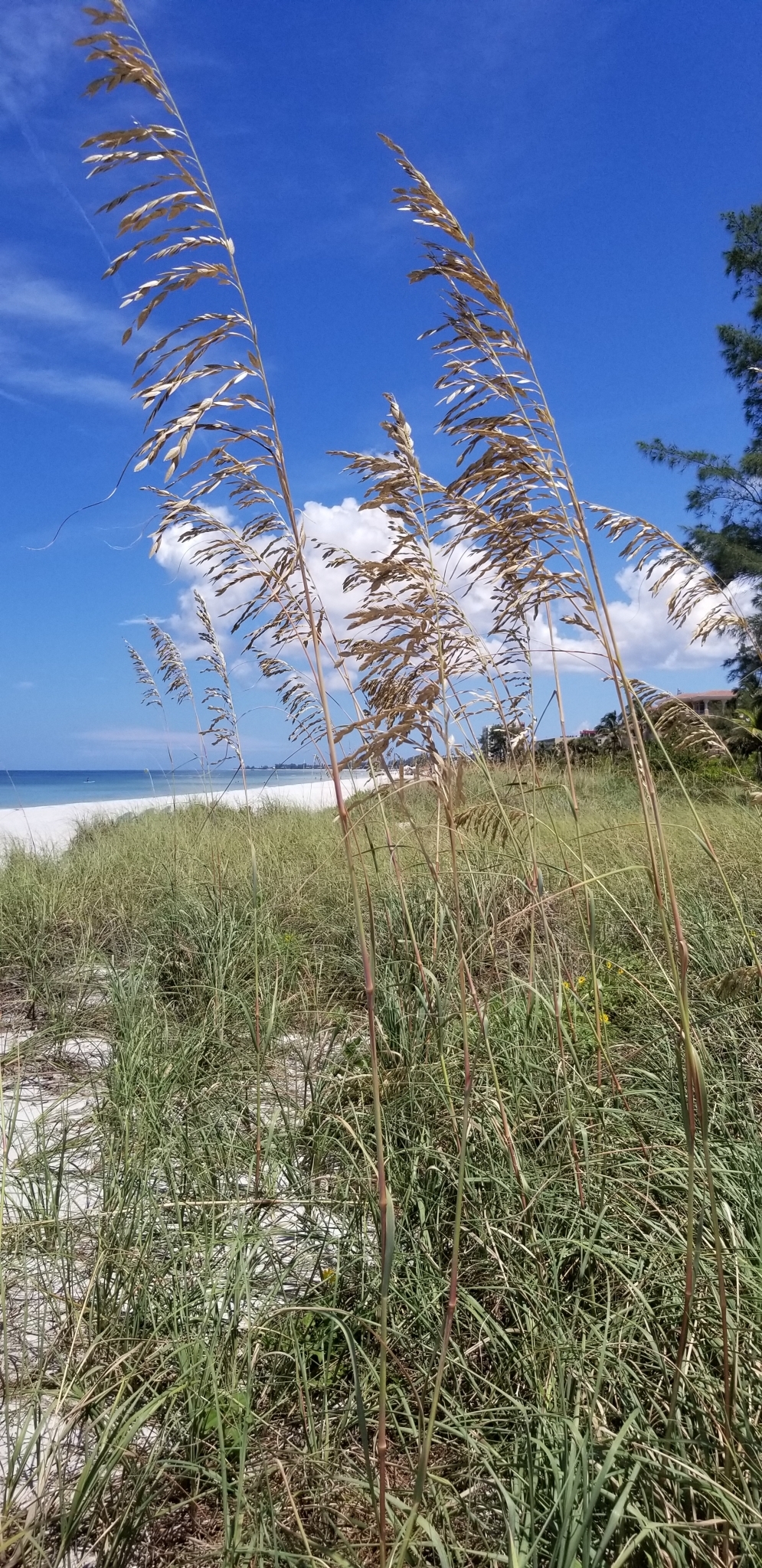 sea oats sea oats