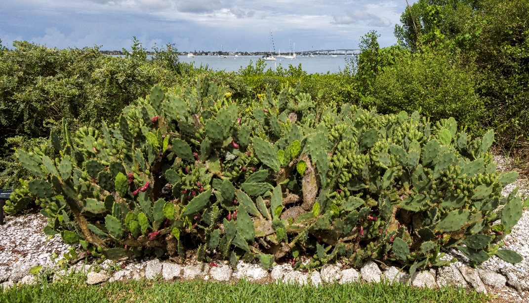 shell mound prickly pear photo 1 Large clonal group of O. stricta