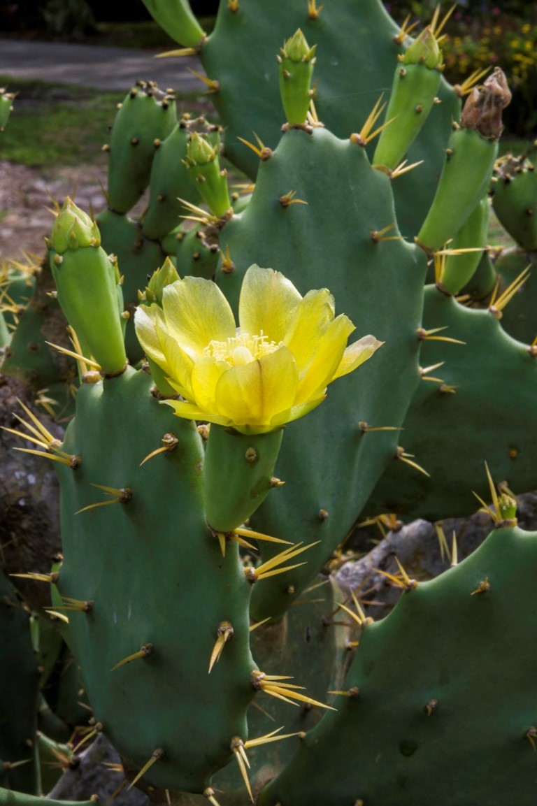 shell mound prickly pear photo 2 Opuntia stricta in flower now at Selby’s downtown campus