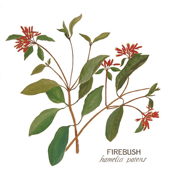 SMALL firebush firebush painting