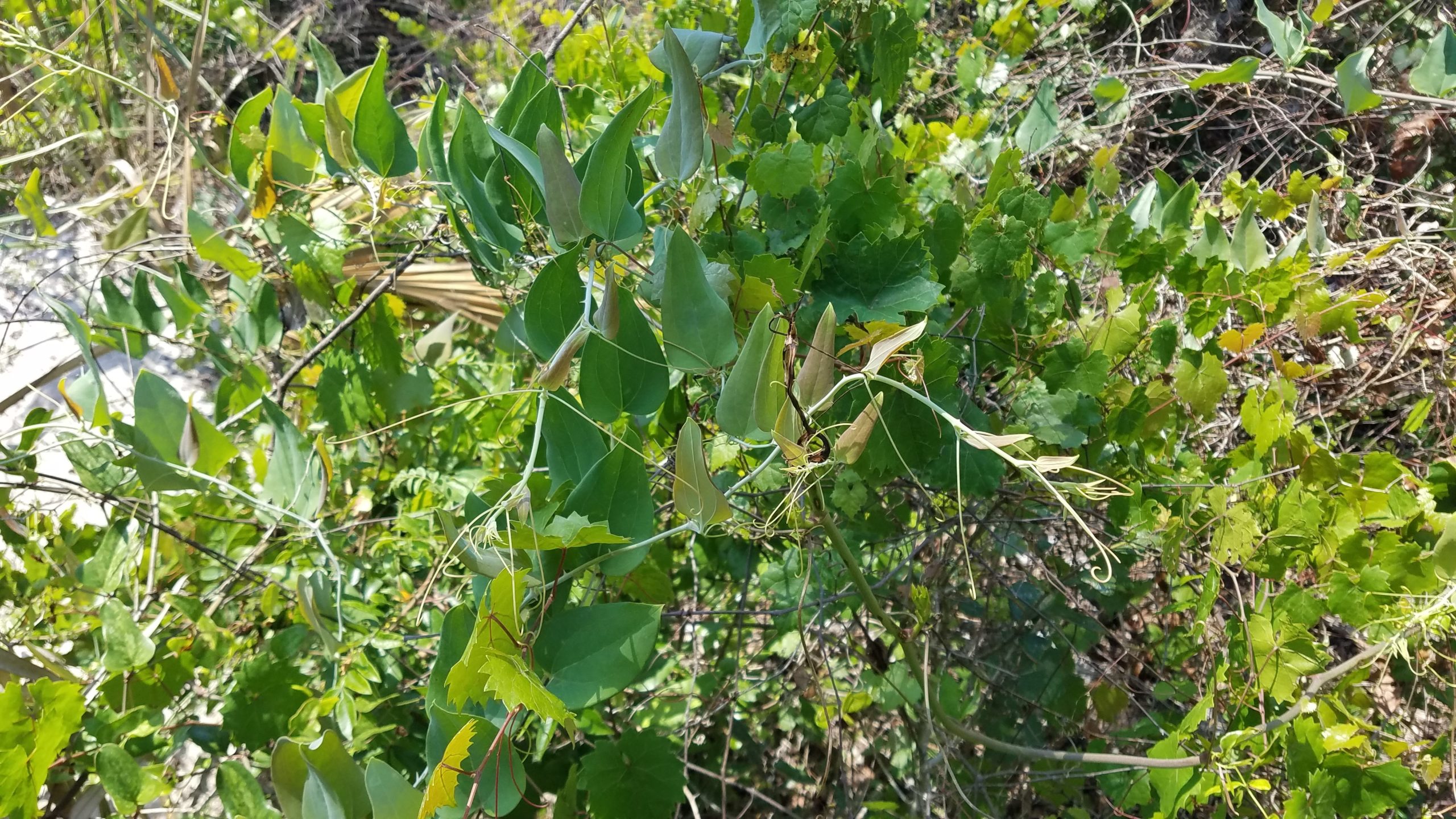Smilax glauca Smilax glauca we found at Rye Preserve. We made a herbarium voucher because it is rare for our area.