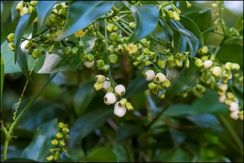 snowberry snowberry
