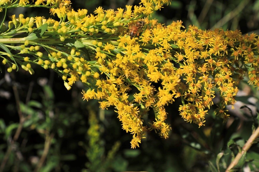 Solidago sempervirens Photo of Solidago sempervirens