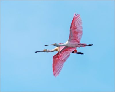 spoonbills Two Spoonbills