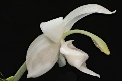 Stanhopea candida (Sandra Robinson)