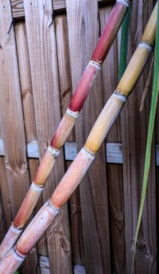 sugar cane 2 sugar cane stalk