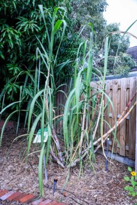 sugar cane sugar cane stalk