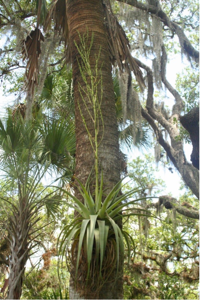 tillandsia wevil in a tree