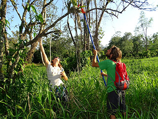 Laurie Birch and David Troxell collecting a Trichocentrum orchid
