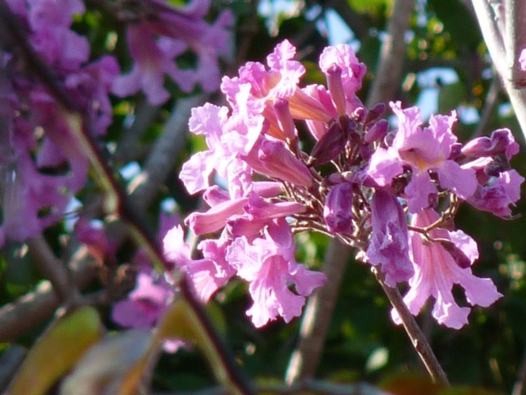 trumpet 2 Trumpet Flowers