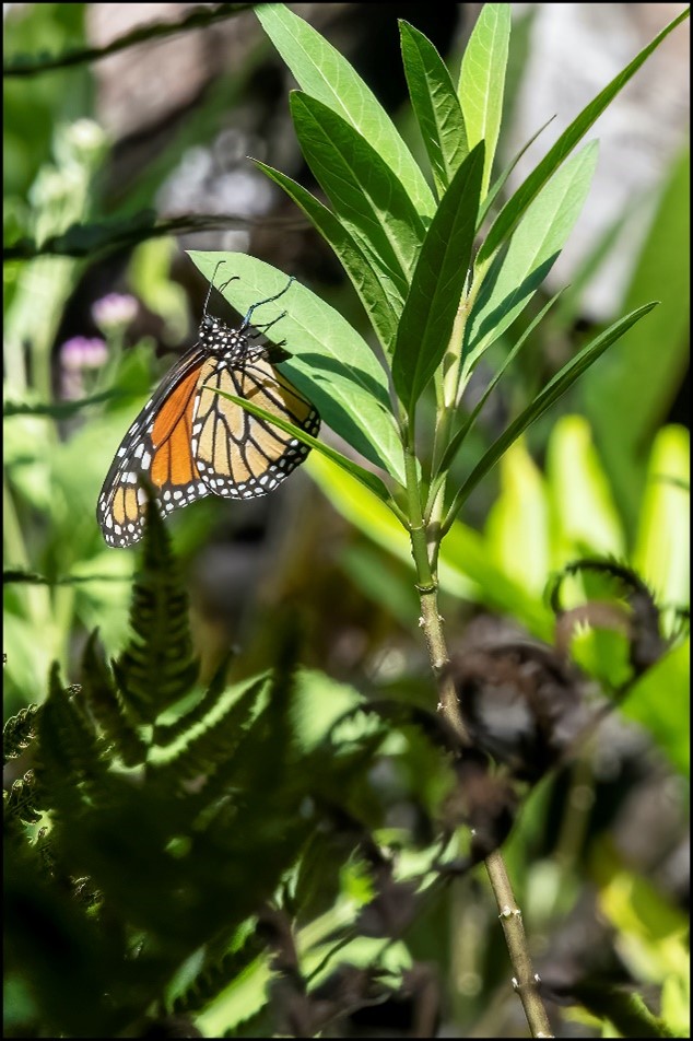 wade collier monarch monarch wade collier