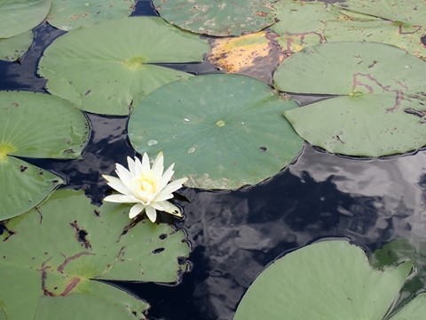 waterlily Waterlily in bloom