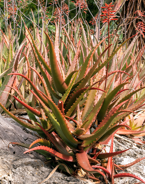 aloe 3 Aloe cameronii or Red Aloe (Photo by Aaron Fink) Native to Malawi and Zimbabwe