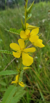 Chamaecrista fasciculata Chamaecrista fasciculata