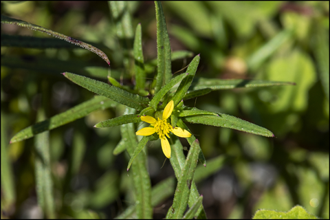 chinchweed chinchweed ecoflora