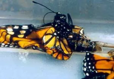 deformed monarch deformed monarch