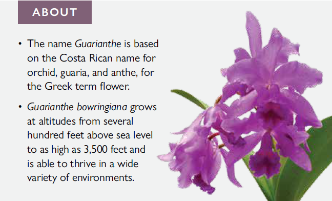 Guarianthe bowringiana