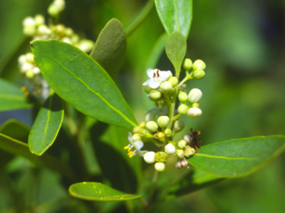holly 2 white inkberry