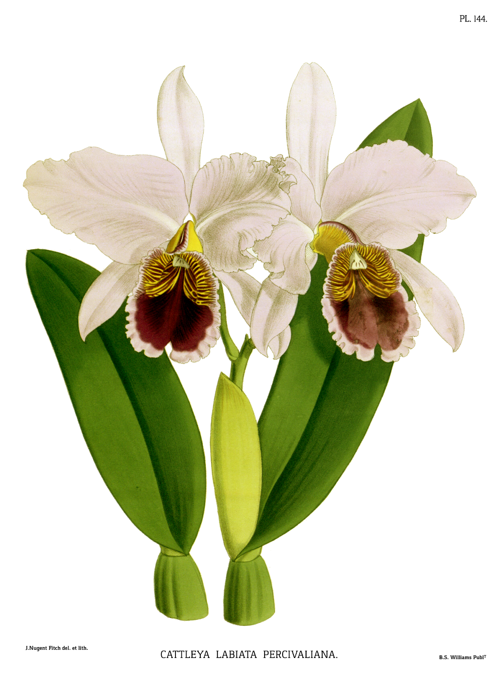 labiata labiate orchid botanical print