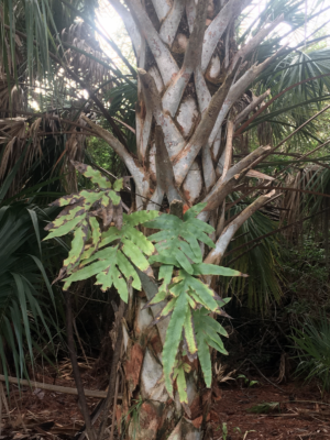 Screen Shot 2021-02-26 at 2.14.07 PM Golden polypody growing on cabbage palm