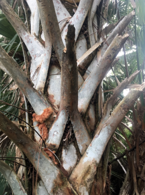 Screen Shot 2021-02-26 at 2.14.23 PM Golden polypody growing on cabbage palm