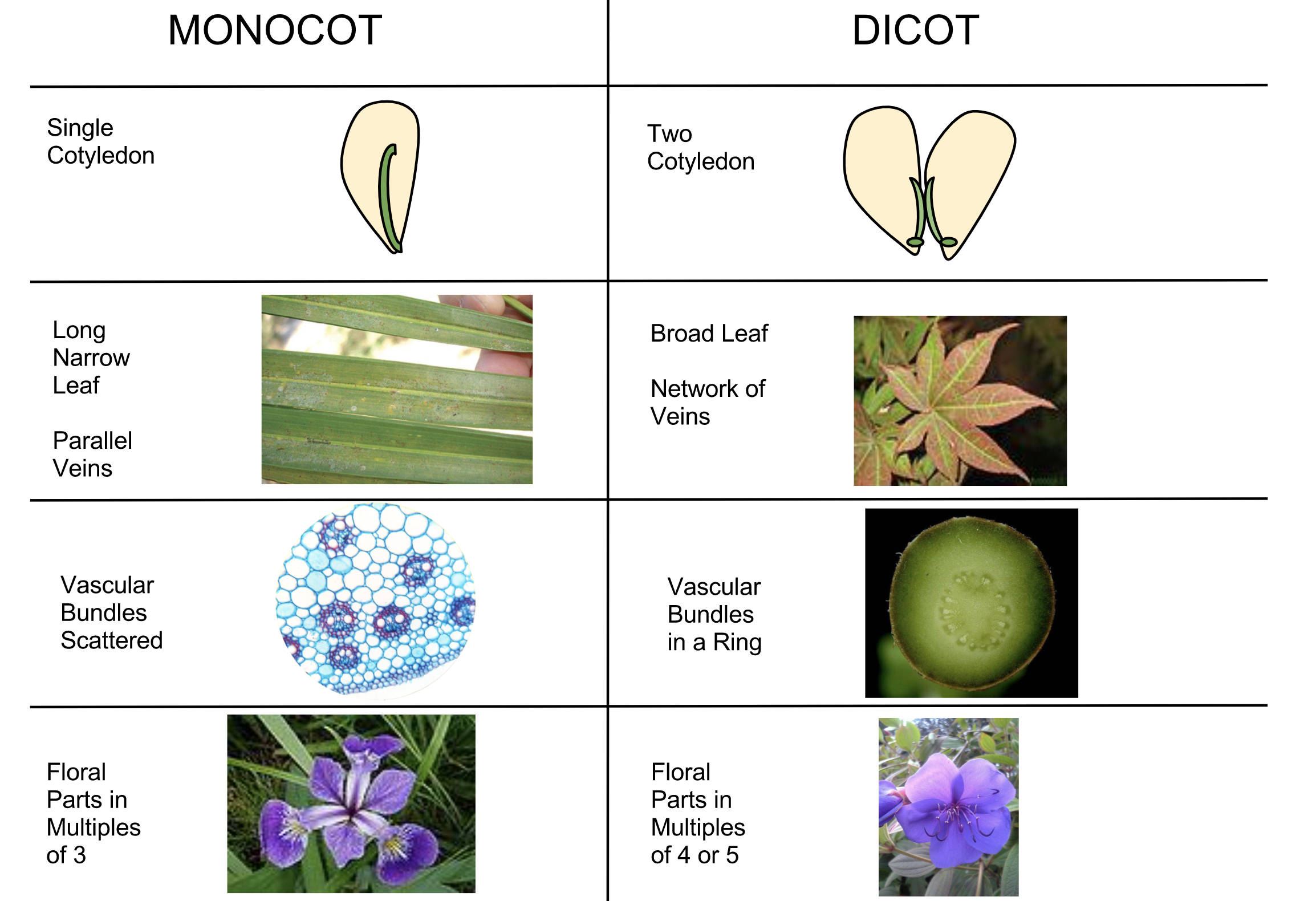 Screen Shot 2021-02-26 at 2.18.33 PM Monocot vs Dicots