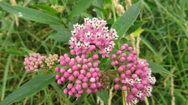 swamp milkweed swamp milkweed