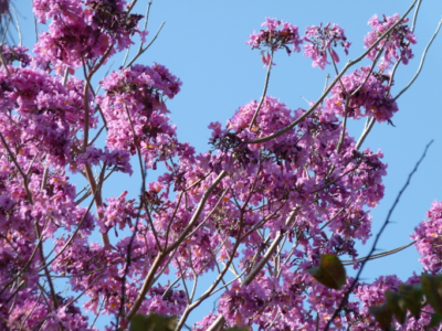 trumpet Flowers of the pink trumpet tree