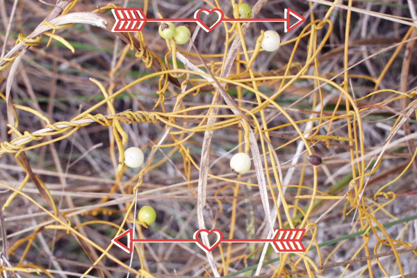 Untitled design (1) Love Vine with Hearts